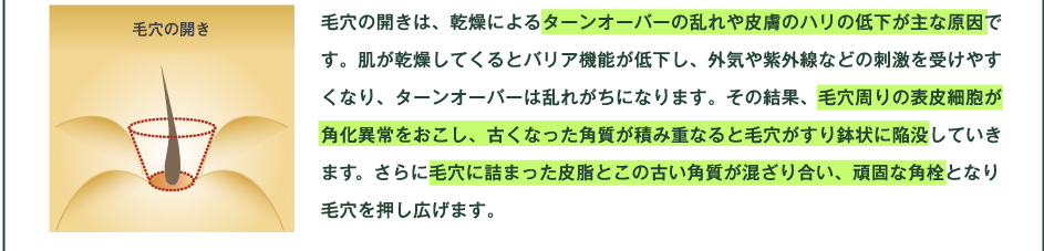 毛穴の開きは、乾燥によるターンオーバーの乱れや皮膚のハリの低下が主な原因です。肌が乾燥してくるとバリア機能が低下し、外気や紫外線などの刺激を受けやすくなり、ターンオーバーは乱れがちになります。その結果、毛穴周りの表皮細胞が角化異常をおこし、古くなった角質が積み重なると毛穴がすり鉢状に陥没していきます。さらに毛穴に詰まった皮脂とこの古い角質が混ざり合い、頑固な角栓となり毛穴を押し広げます。